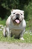 BULLDOG ANGLAIS 023